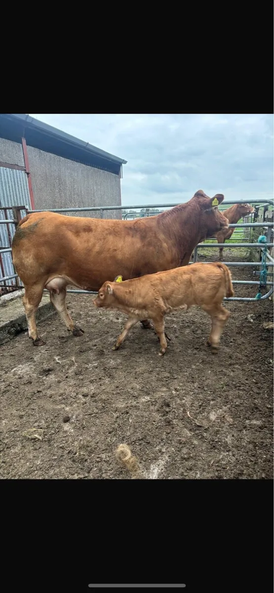 Heifer with heifer calf - Image 1