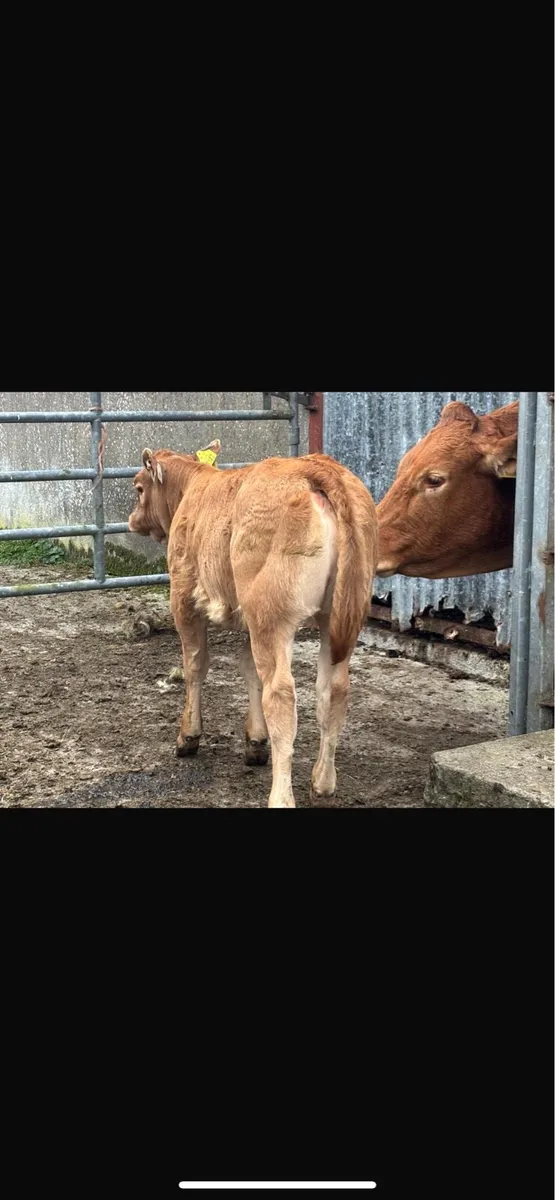 Heifer with heifer calf - Image 2