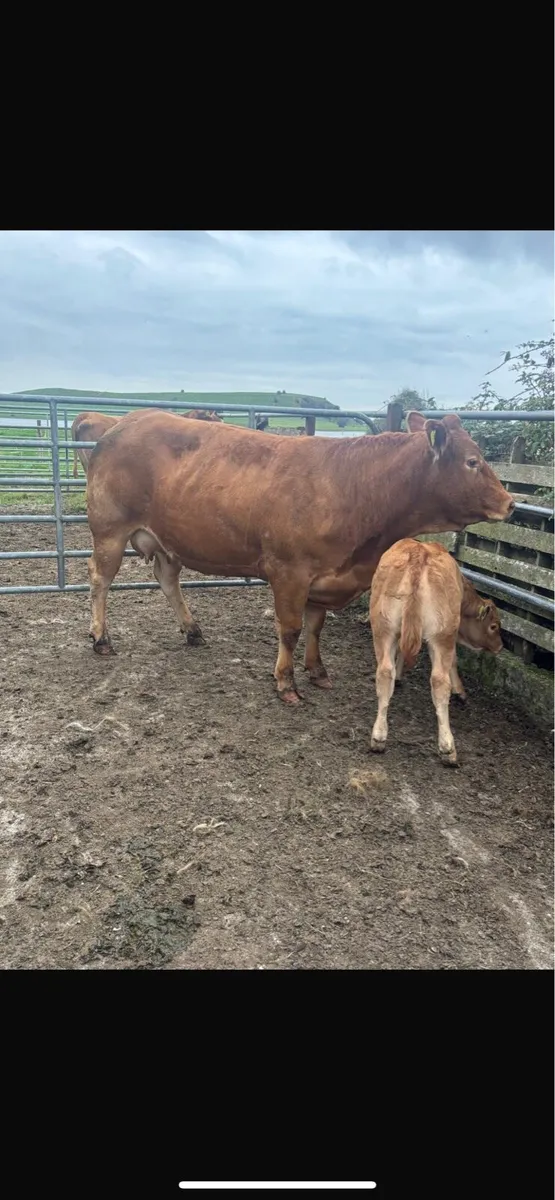Heifer with heifer calf - Image 3