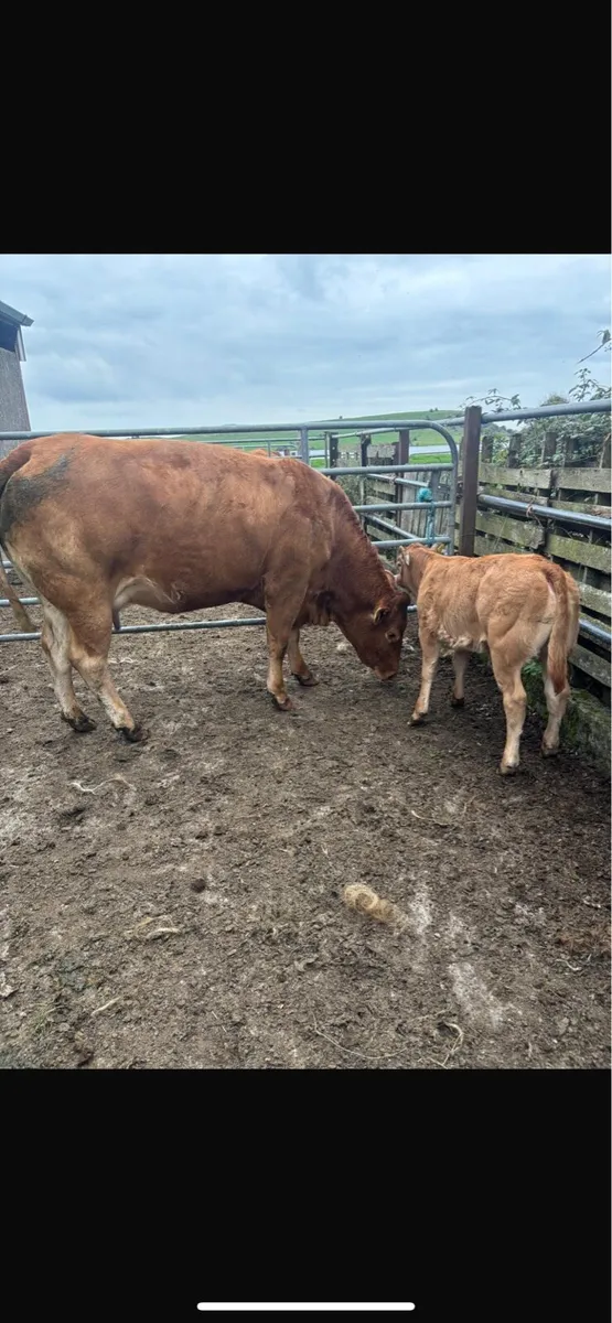 Heifer with heifer calf - Image 4