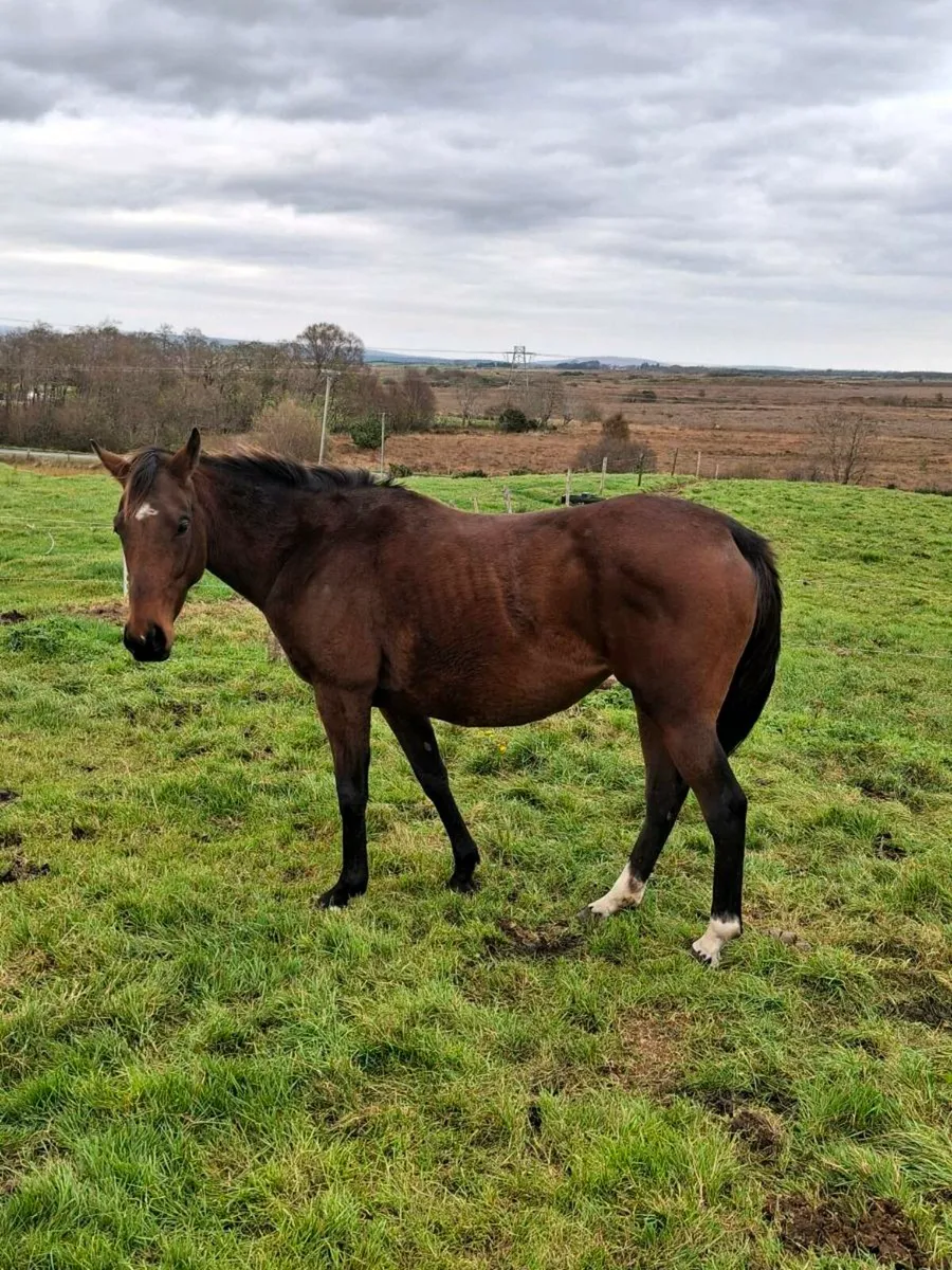 5 year old mare - Image 1