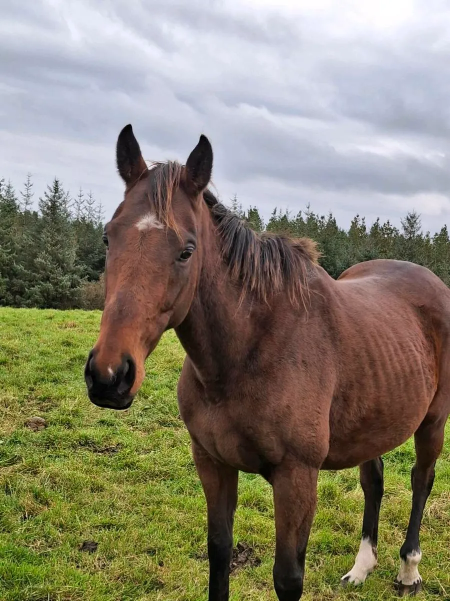 5 year old mare - Image 2