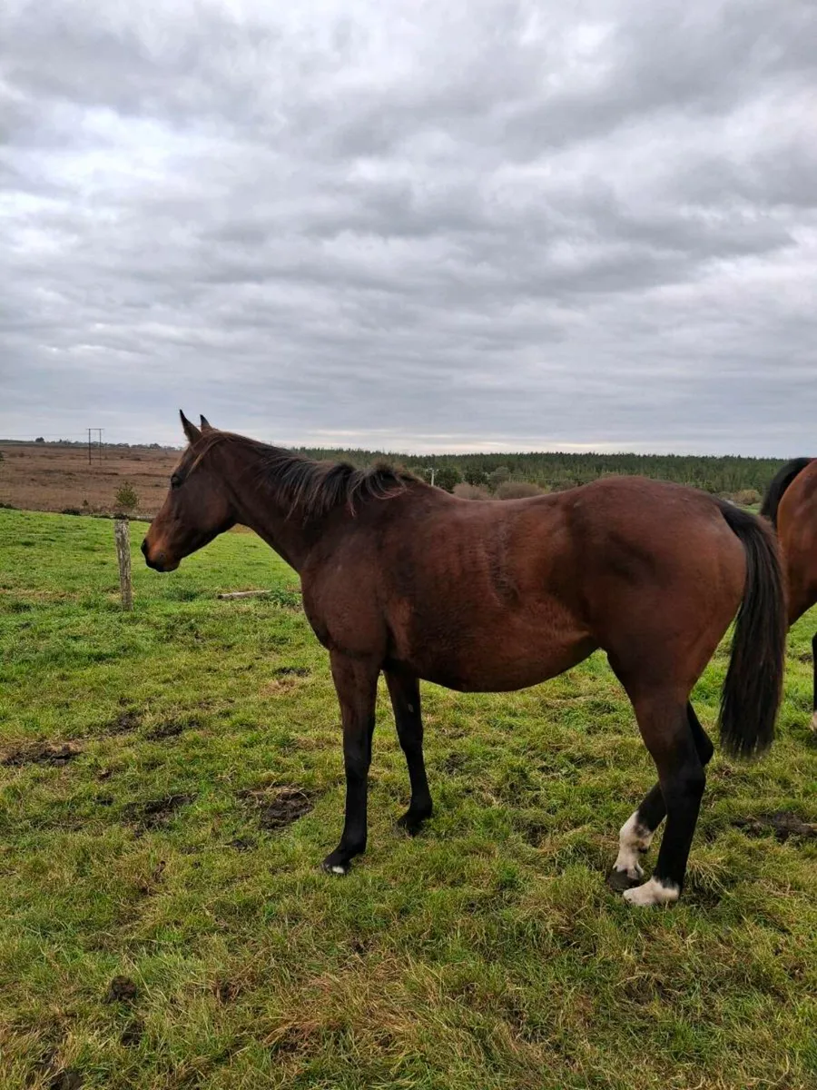 5 year old mare - Image 3