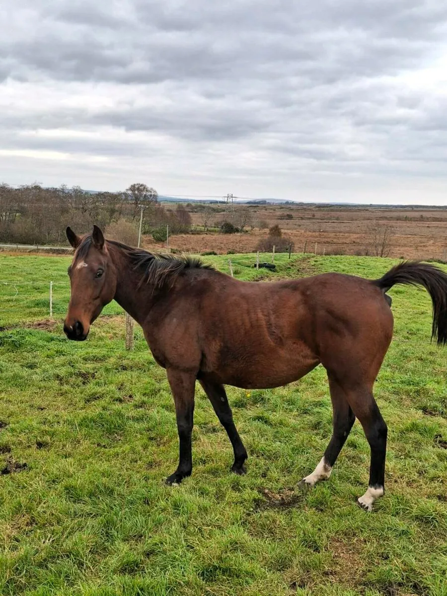 5 year old mare - Image 4