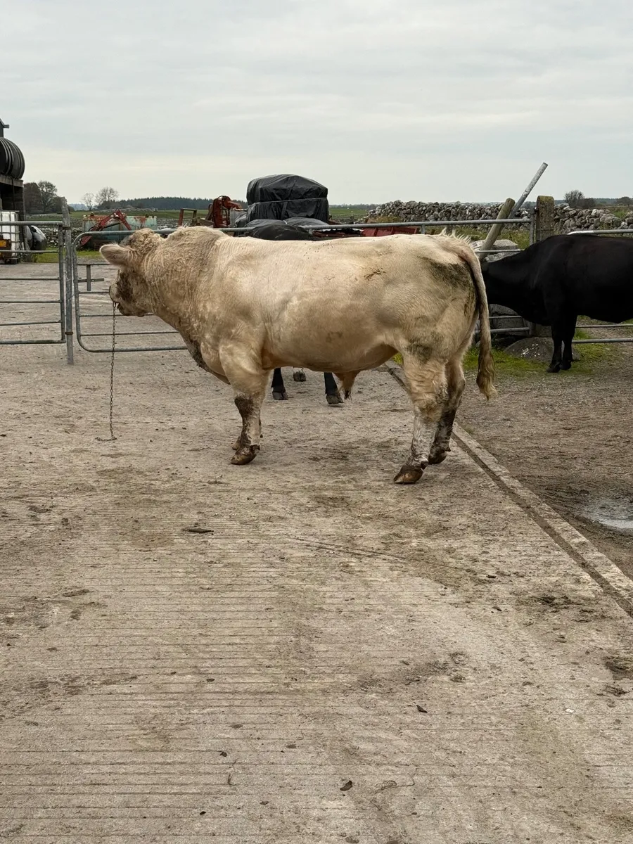 Charolais Bull - Image 2
