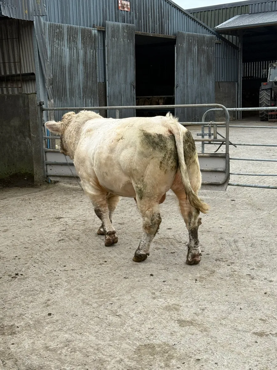 Charolais Bull - Image 3