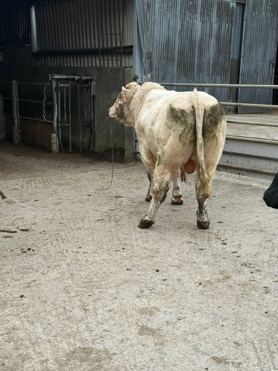 Charolais Bull - Image 1