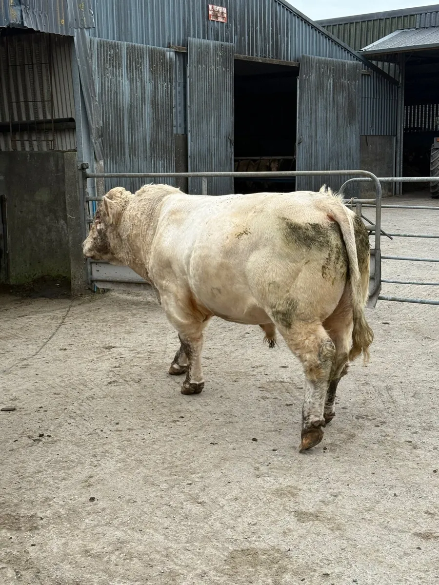 Charolais Bull - Image 4