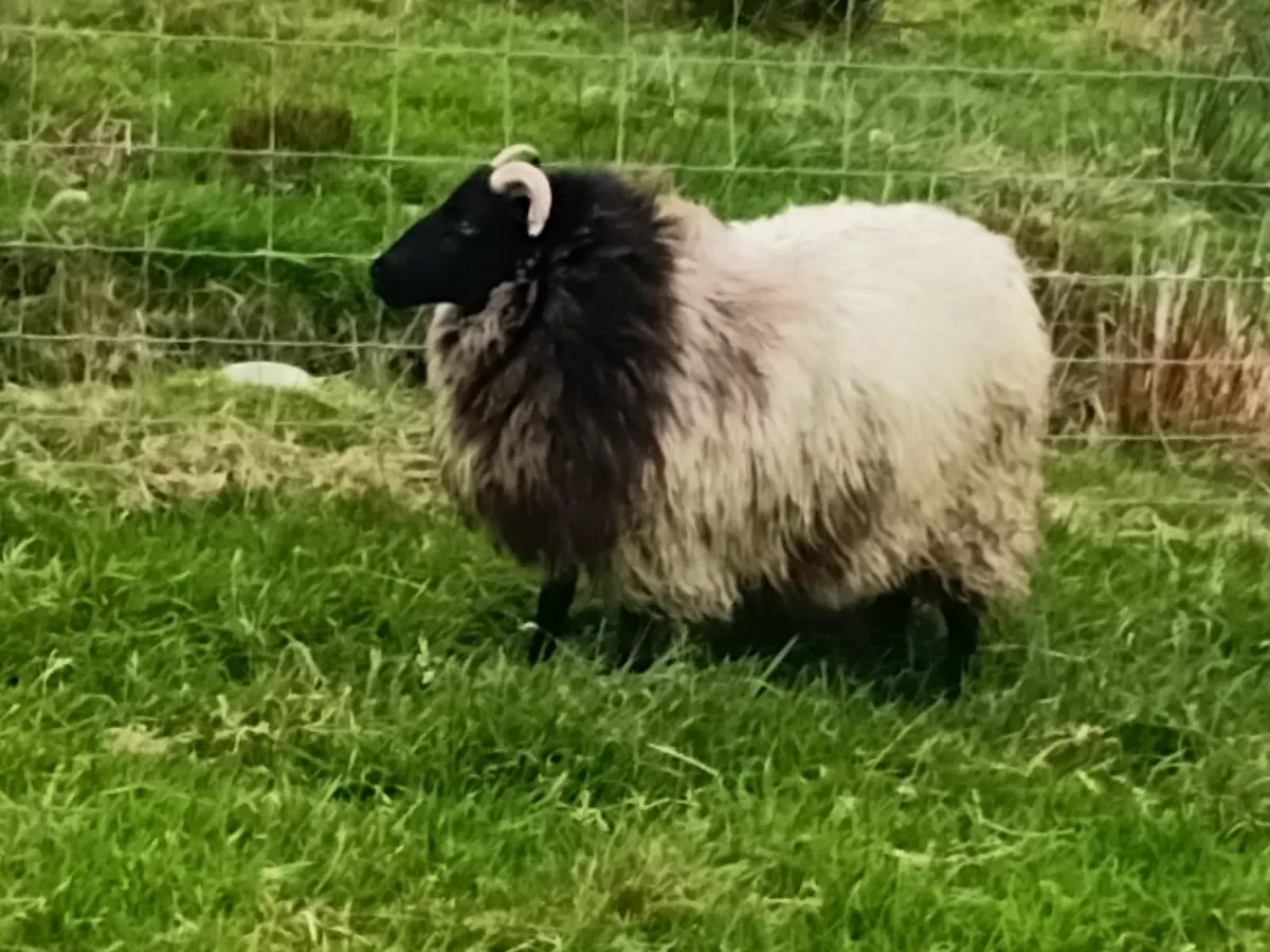 Blackface ewe lambs - Image 1