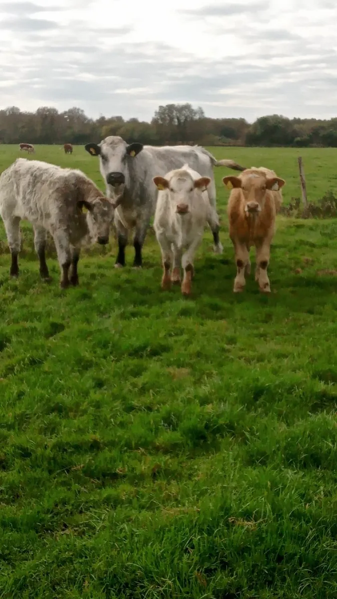 Beef cattle - Image 1