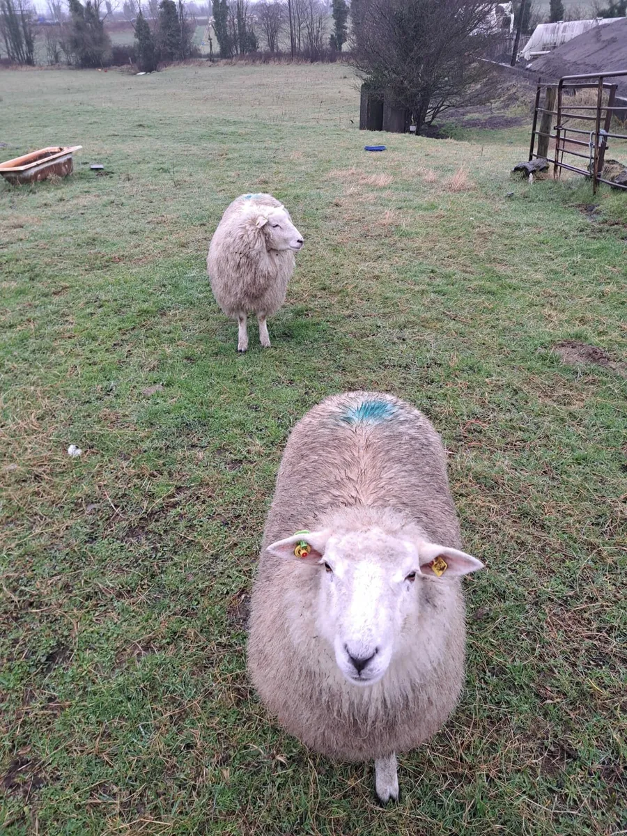 ###Wool For Sale ##