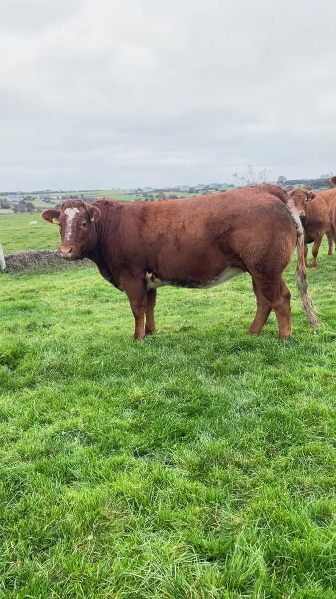 Smashing roan heifer - Image 1