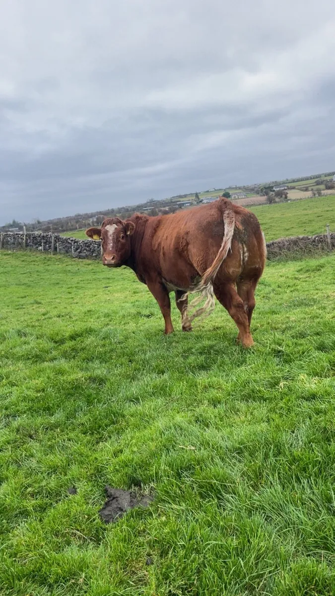 Smashing roan heifer - Image 2