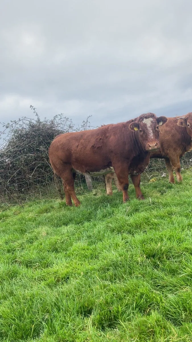 Smashing roan heifer - Image 3