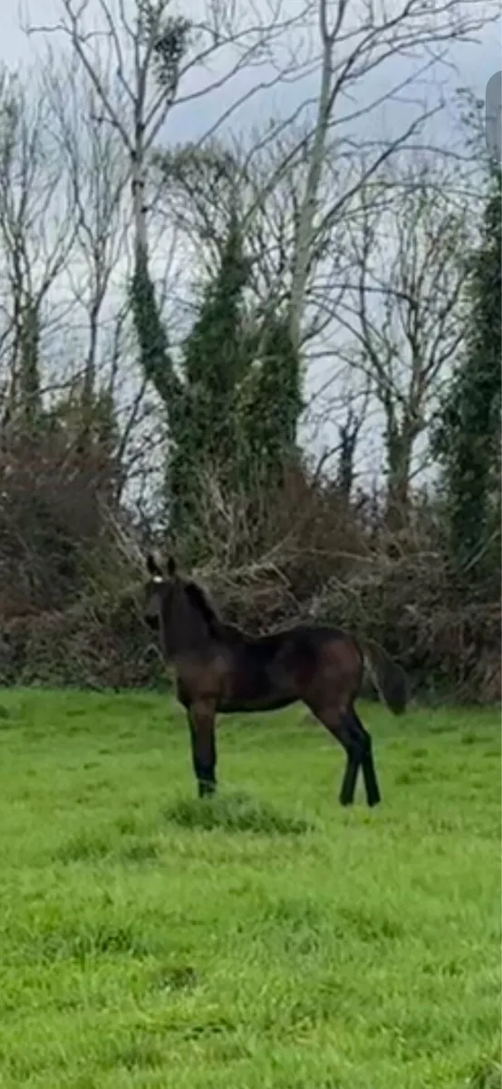 TIH foal - Image 2