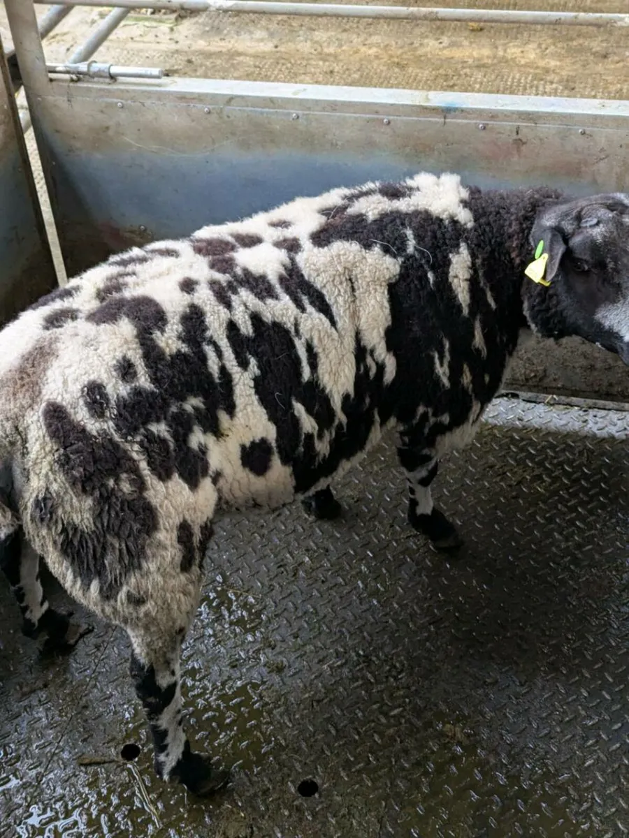 Dutch Spotted Ram - Cahir Mart Tonight 17 Oct - Image 1