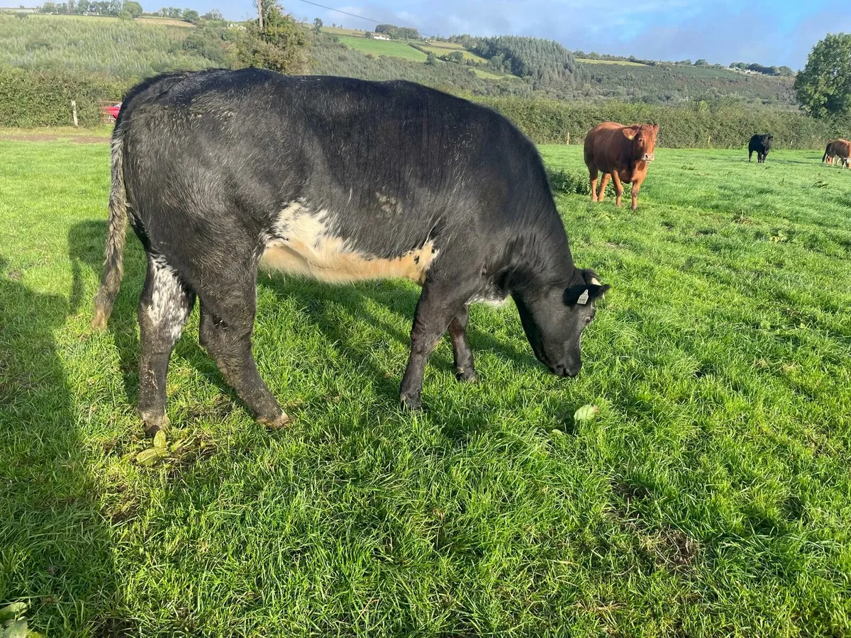 5 ***** In Calf Heifer - Image 2