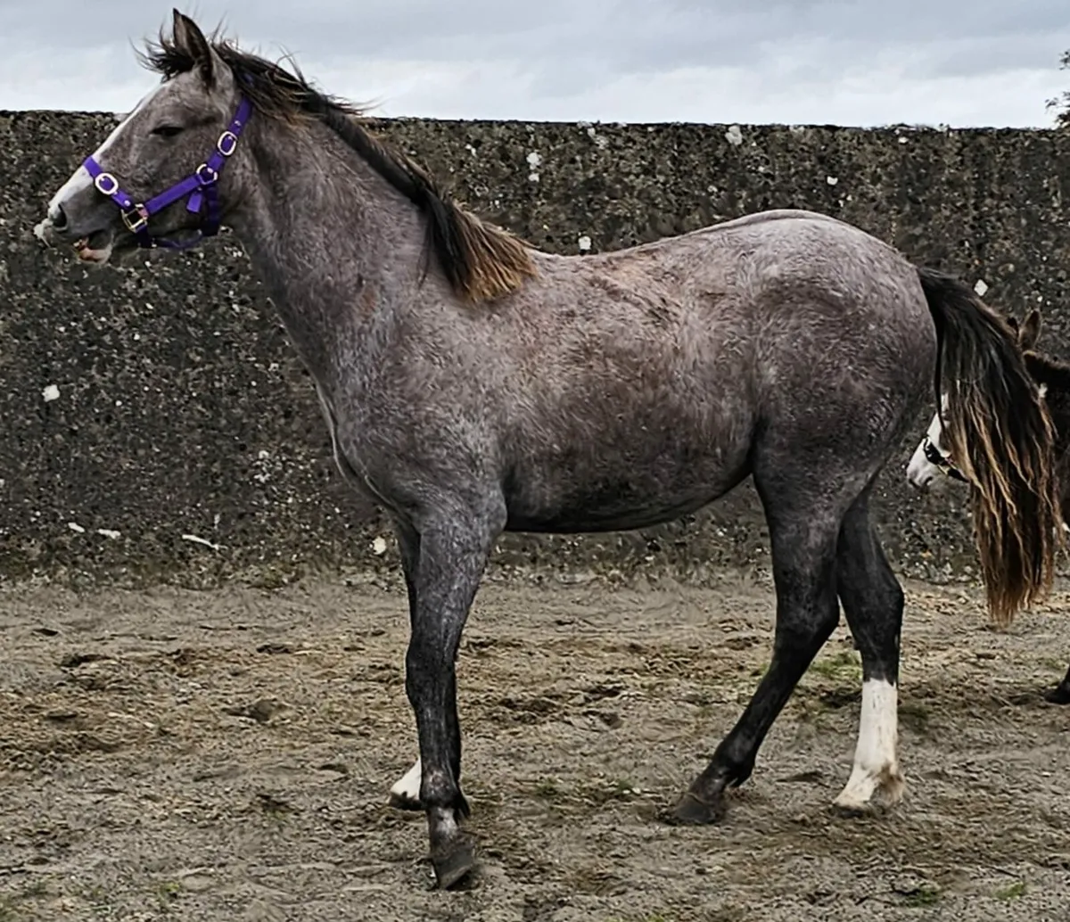 Yearling - Image 1