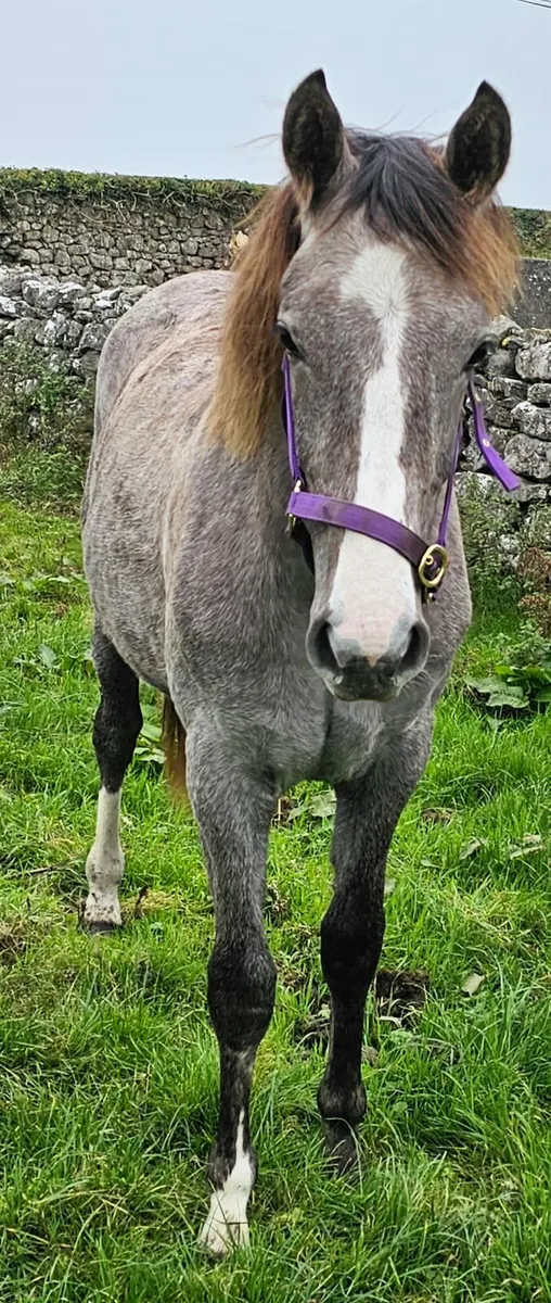 Yearling - Image 4