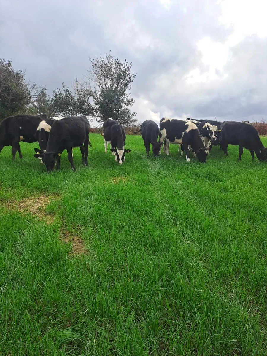 Friesian heifer calves - Image 1