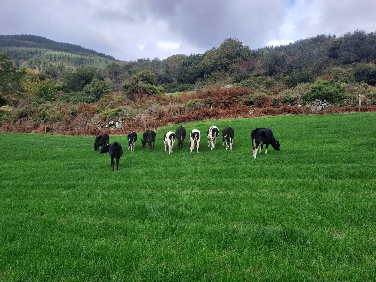 Friesian heifer calves - Image 2