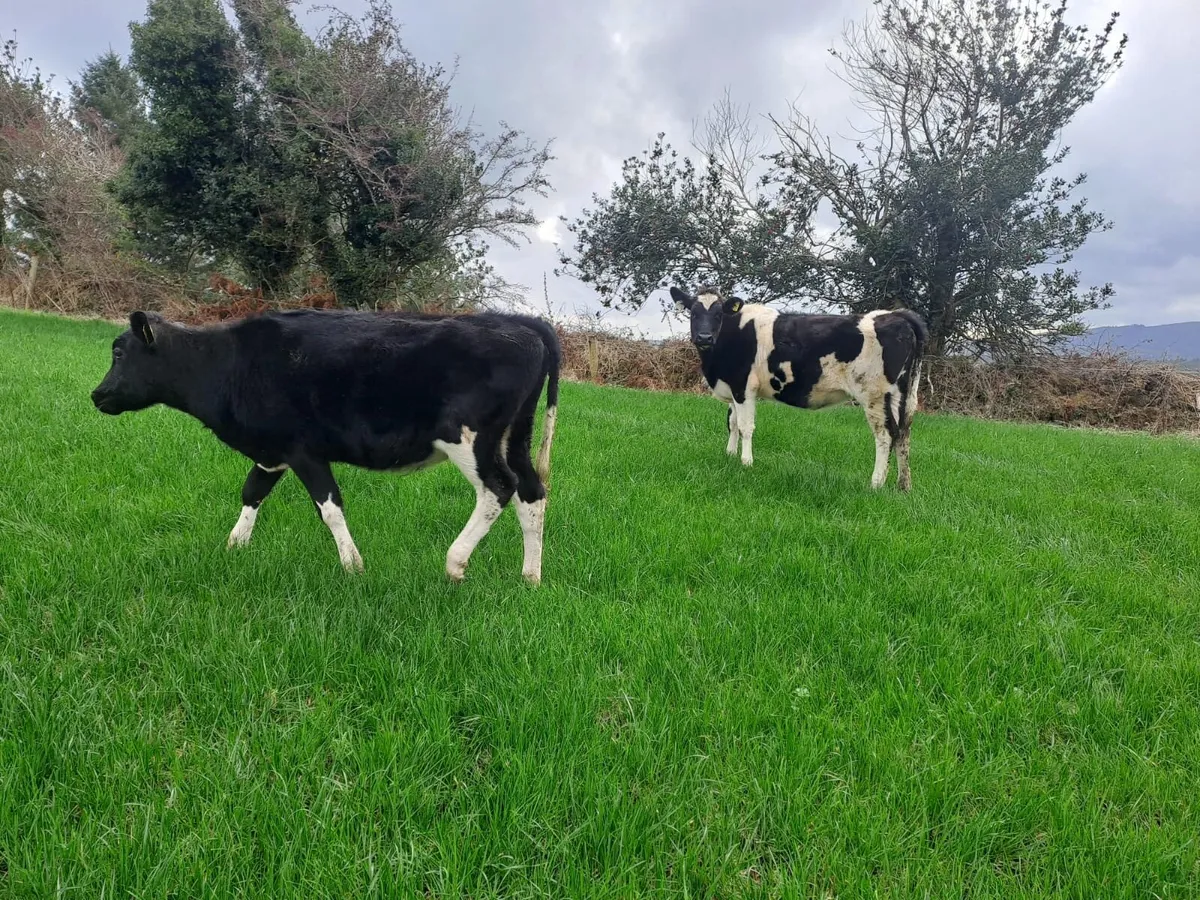 Friesian heifer calves - Image 3