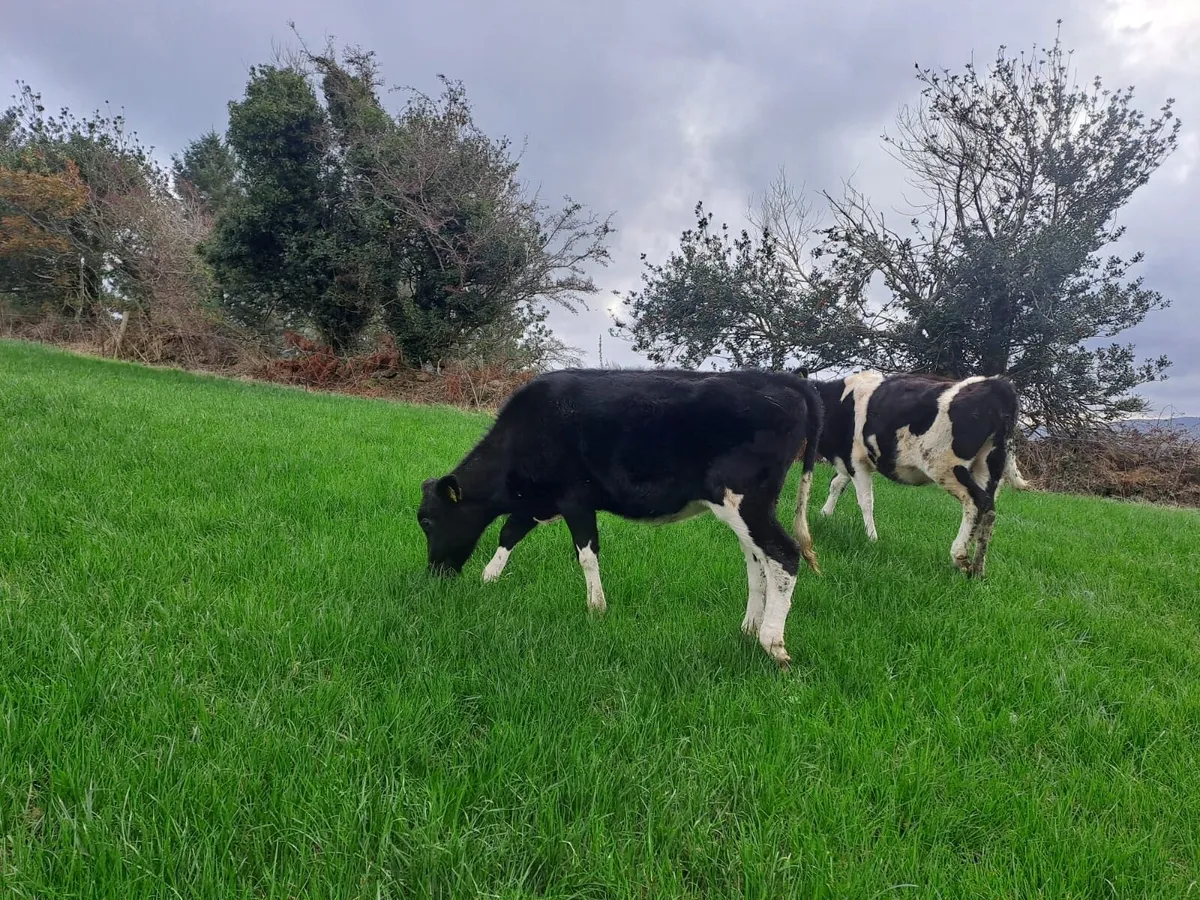 Friesian heifer calves - Image 4