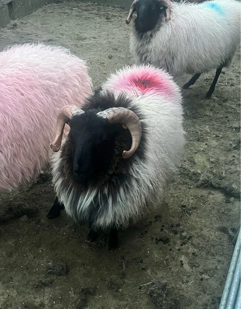 Mayo Blackface Rams - Image 1