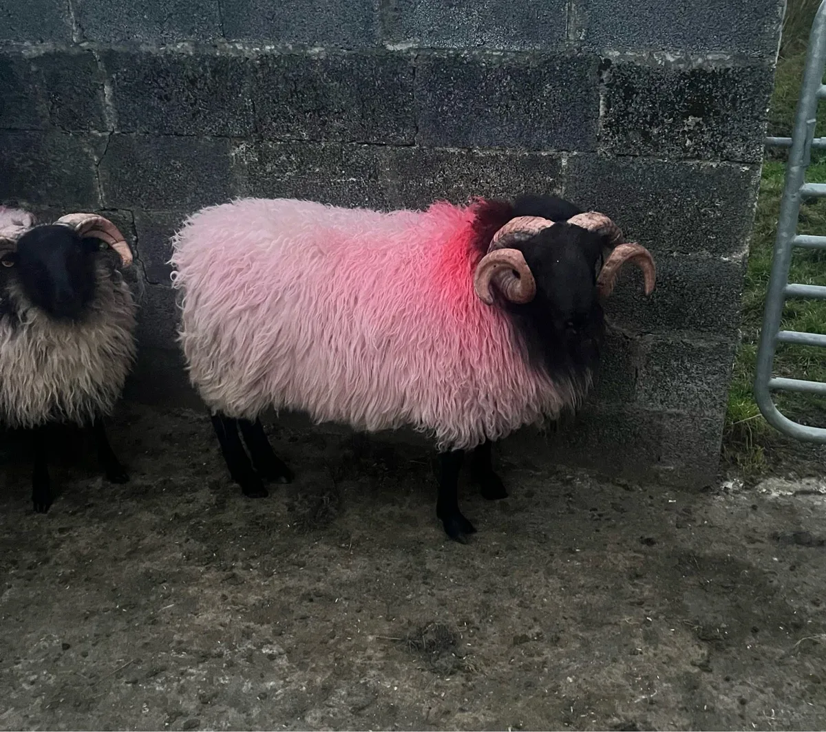 Mayo Blackface Rams - Image 2