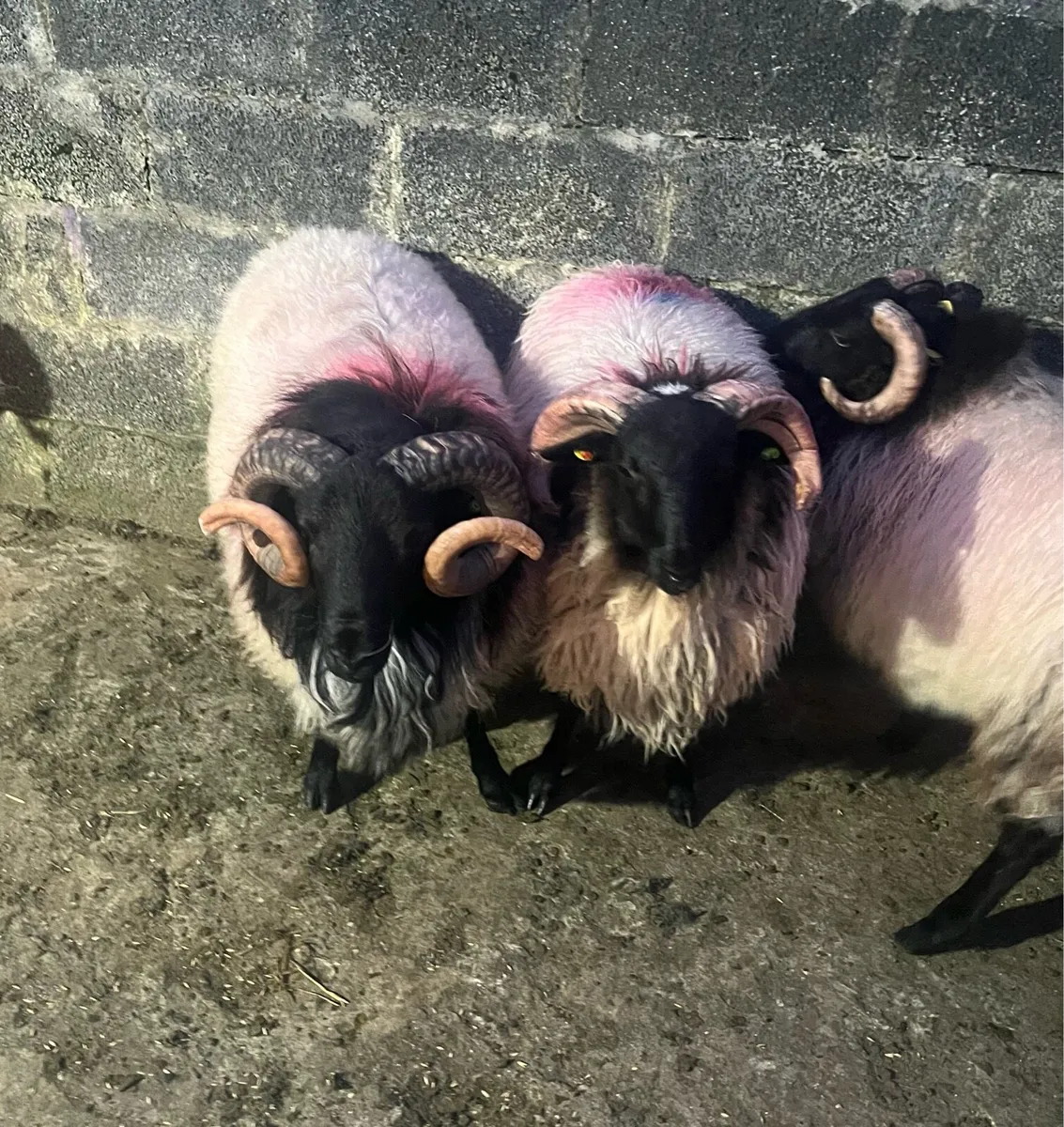Mayo Blackface Rams - Image 3