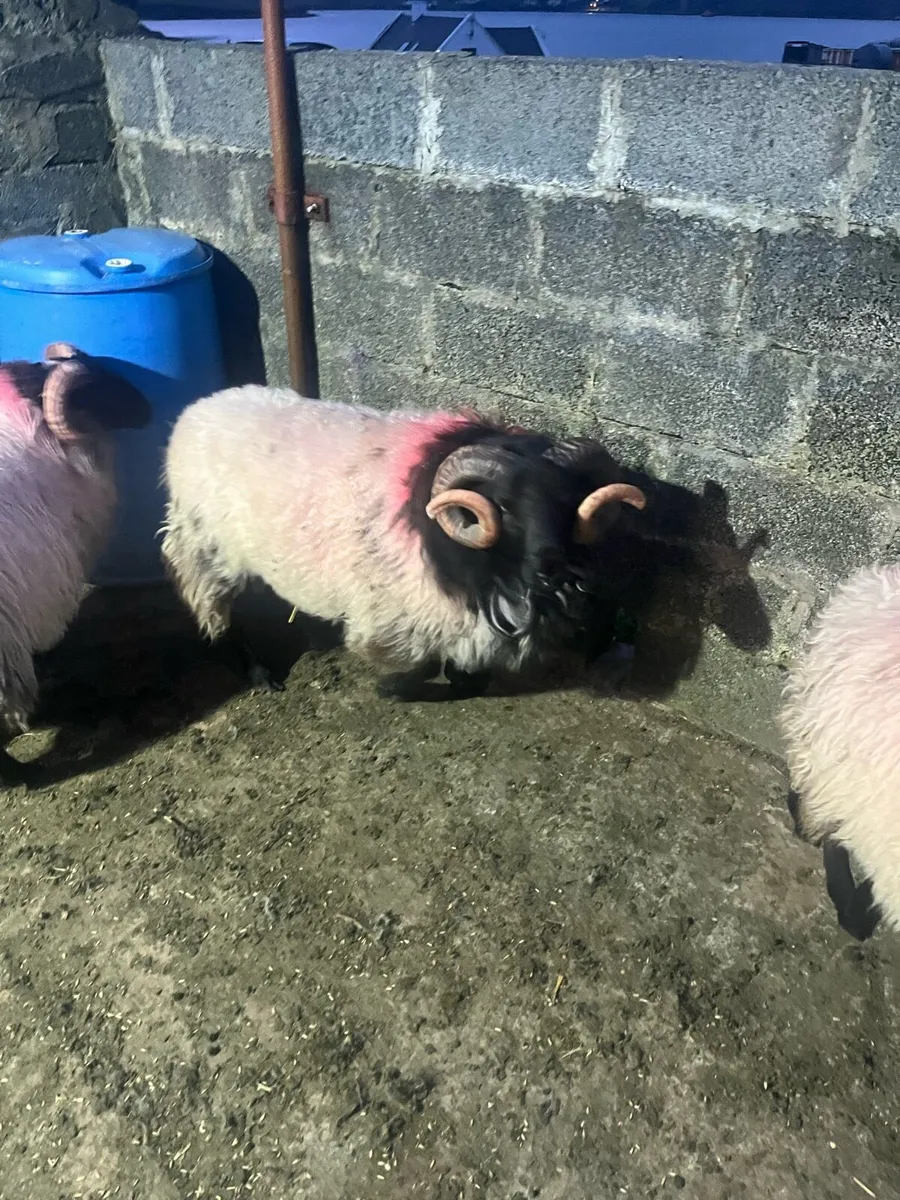 Mayo Blackface Rams - Image 4