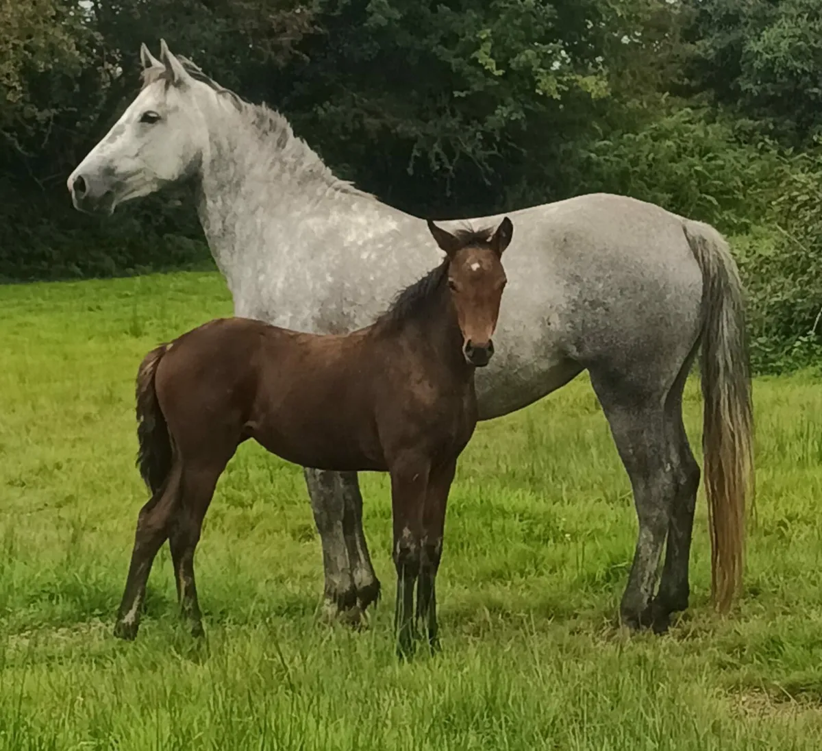 Connemara filly foal - Image 1