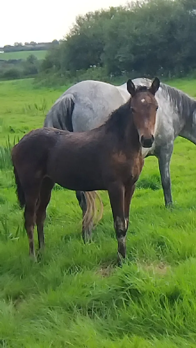 Connemara filly foal - Image 2