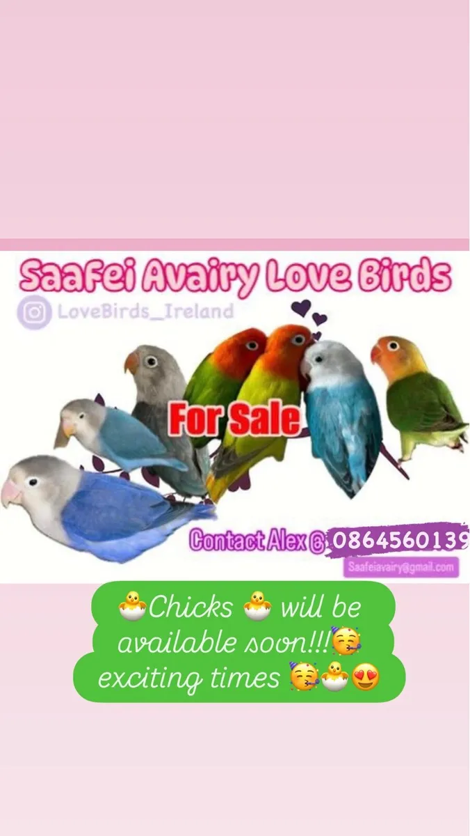 Opaline Fischer Lovebird! - Image 1