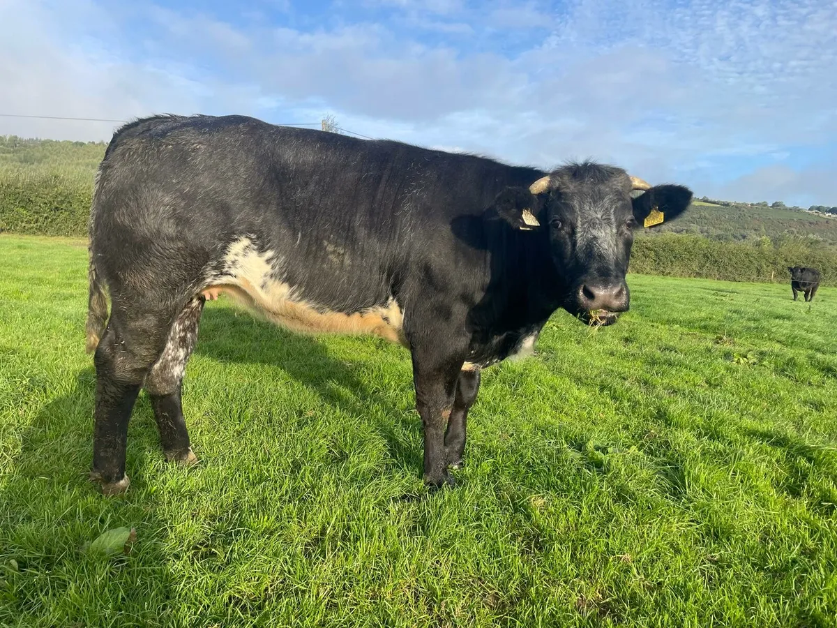 5 ***** In Calf Heifer - Image 3
