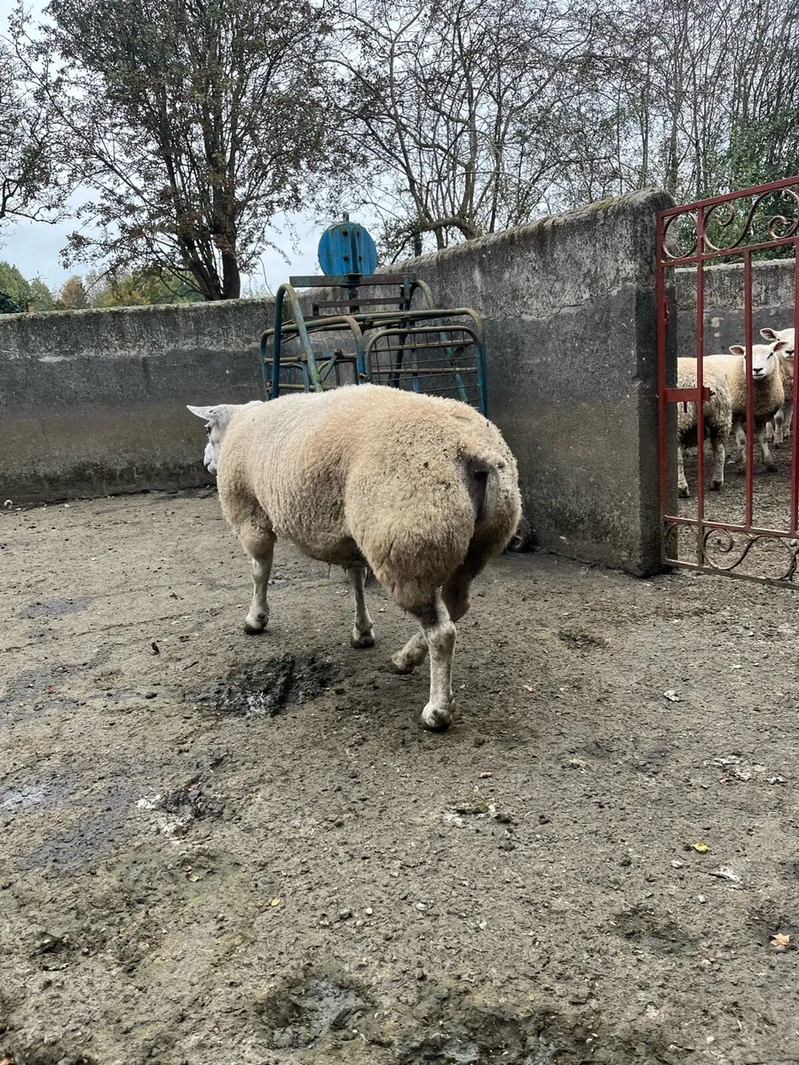 2 PBR 5* Rams - Image 1