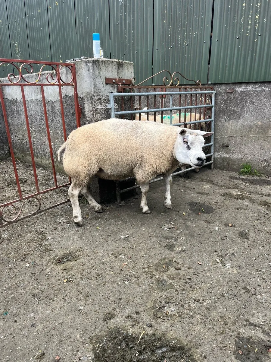 2 PBR 5* Rams - Image 2