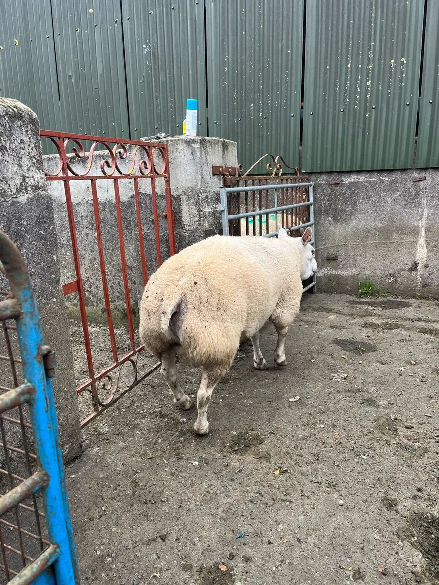2 PBR 5* Rams - Image 3