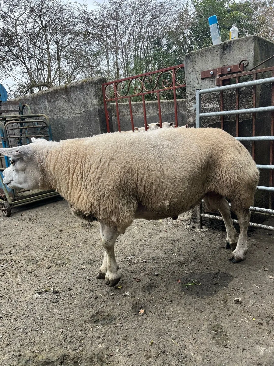 2 PBR 5* Rams - Image 4