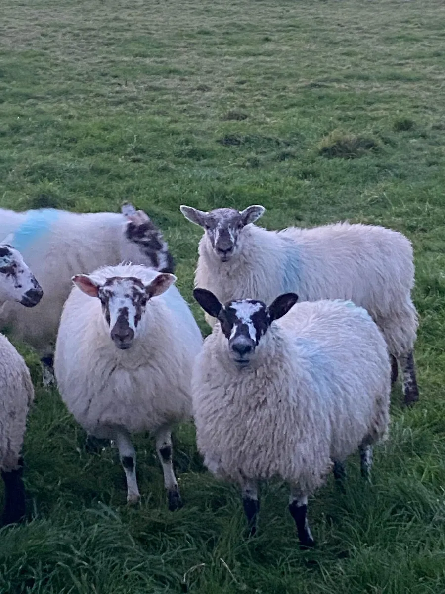 Ewe lambs - Image 1