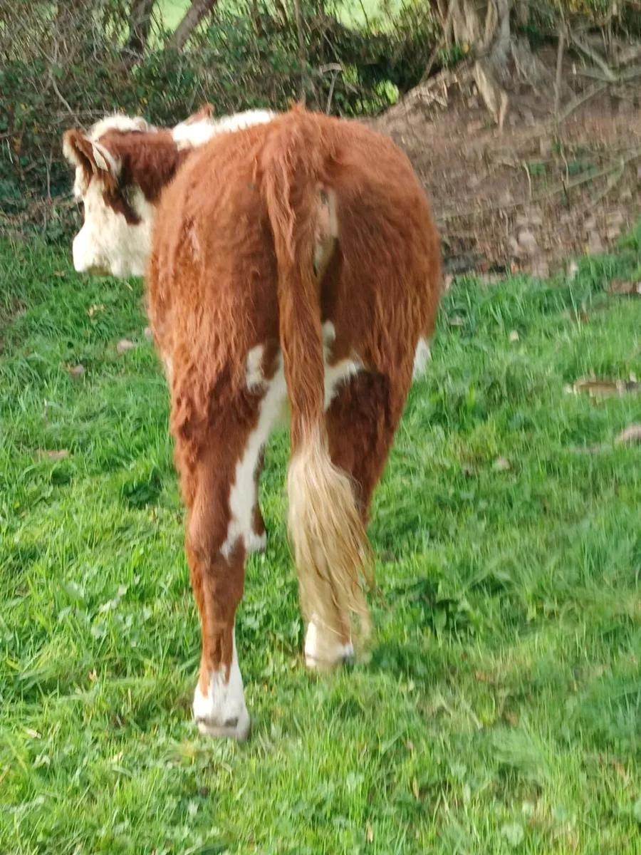 Pedigree Reg Hereford heifer. - Image 2