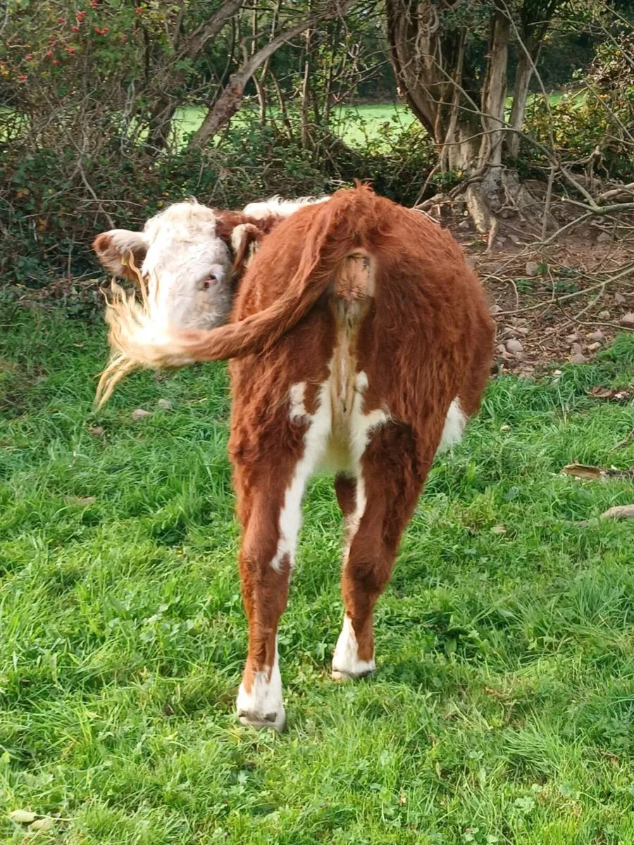 Pedigree Reg Hereford heifer. - Image 3