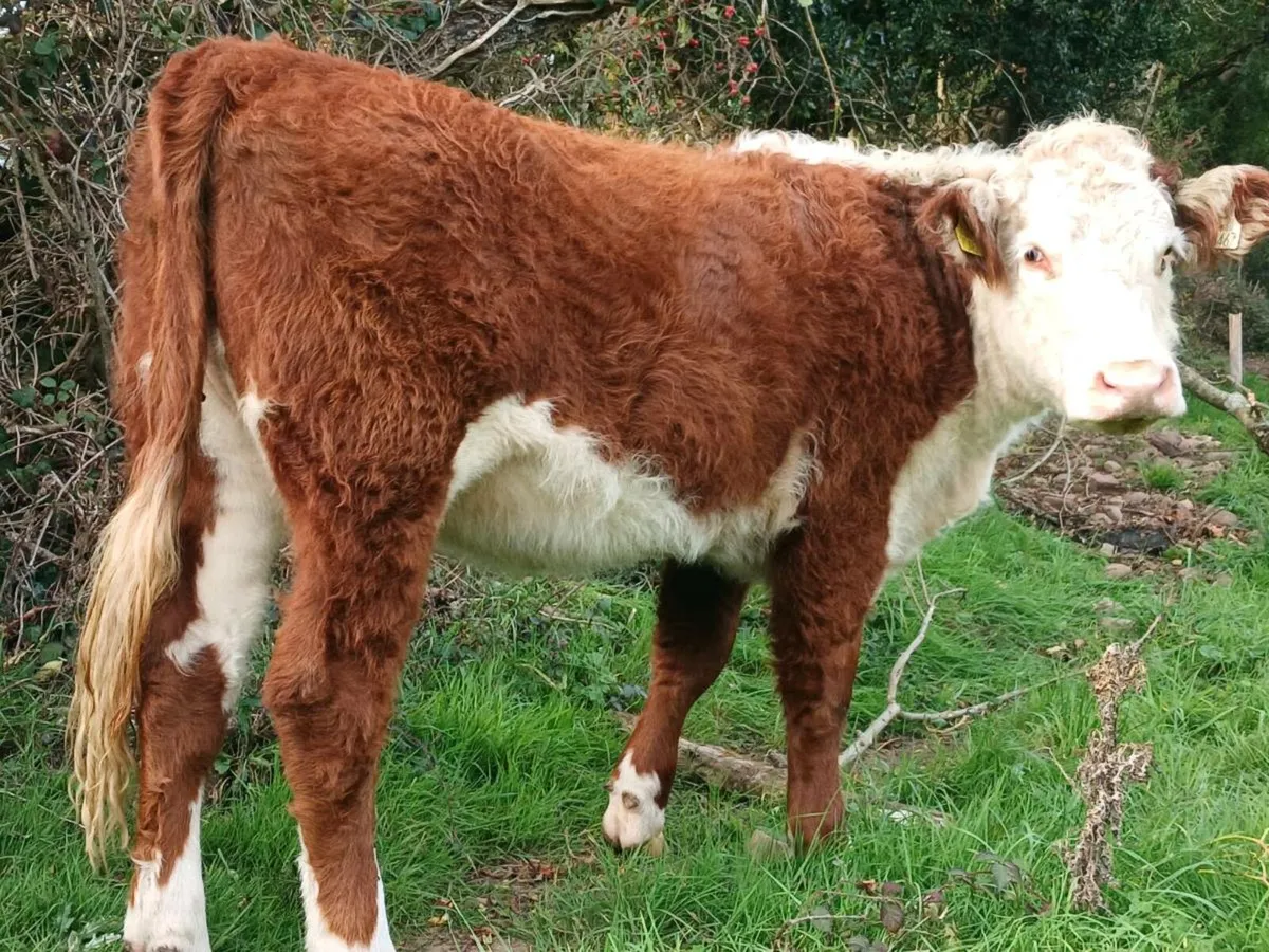Pedigree Reg Hereford heifer. - Image 4