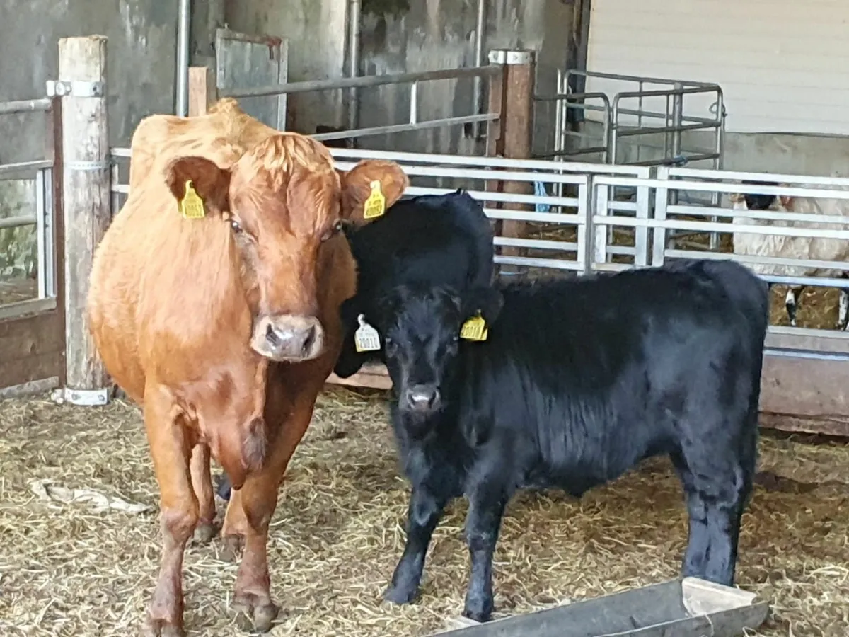 Organic Purebred Dexter cow and heifer calf
