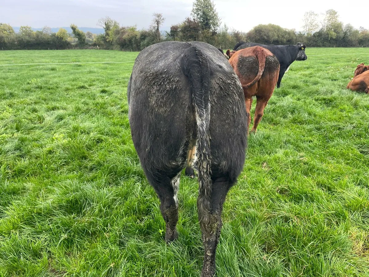 5 ***** In Calf Heifer - Image 4