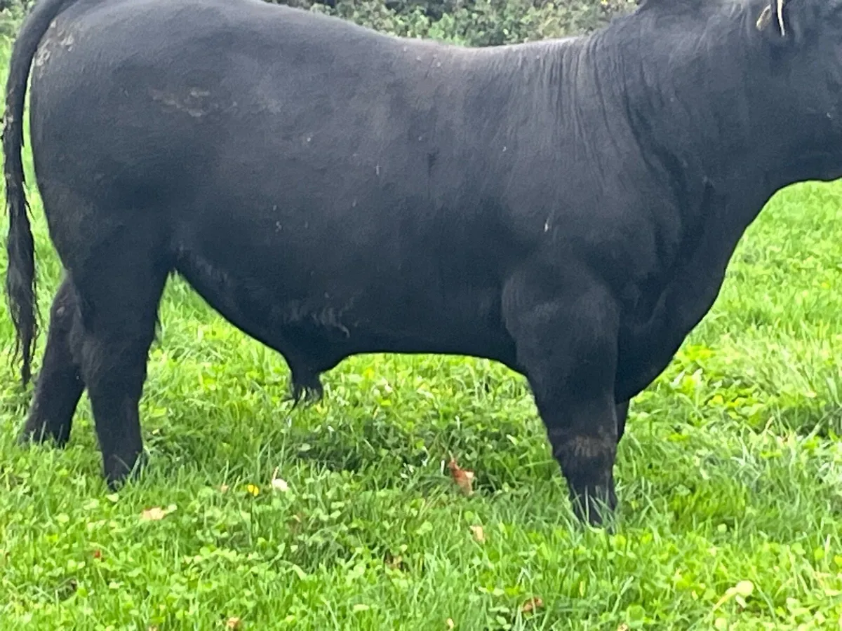 Livestock - Image 2