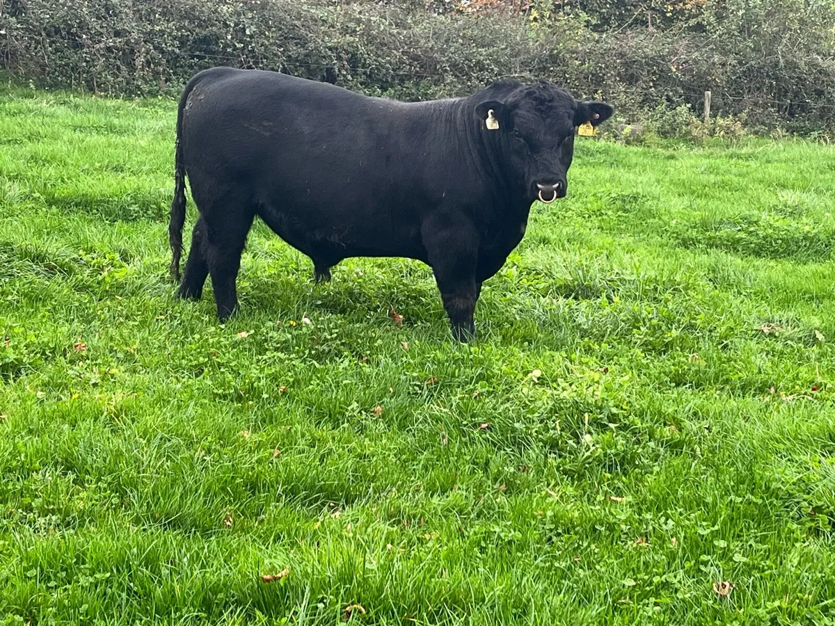 Livestock - Image 3