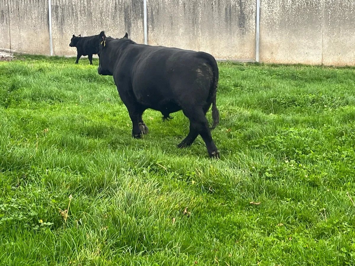 Livestock - Image 4