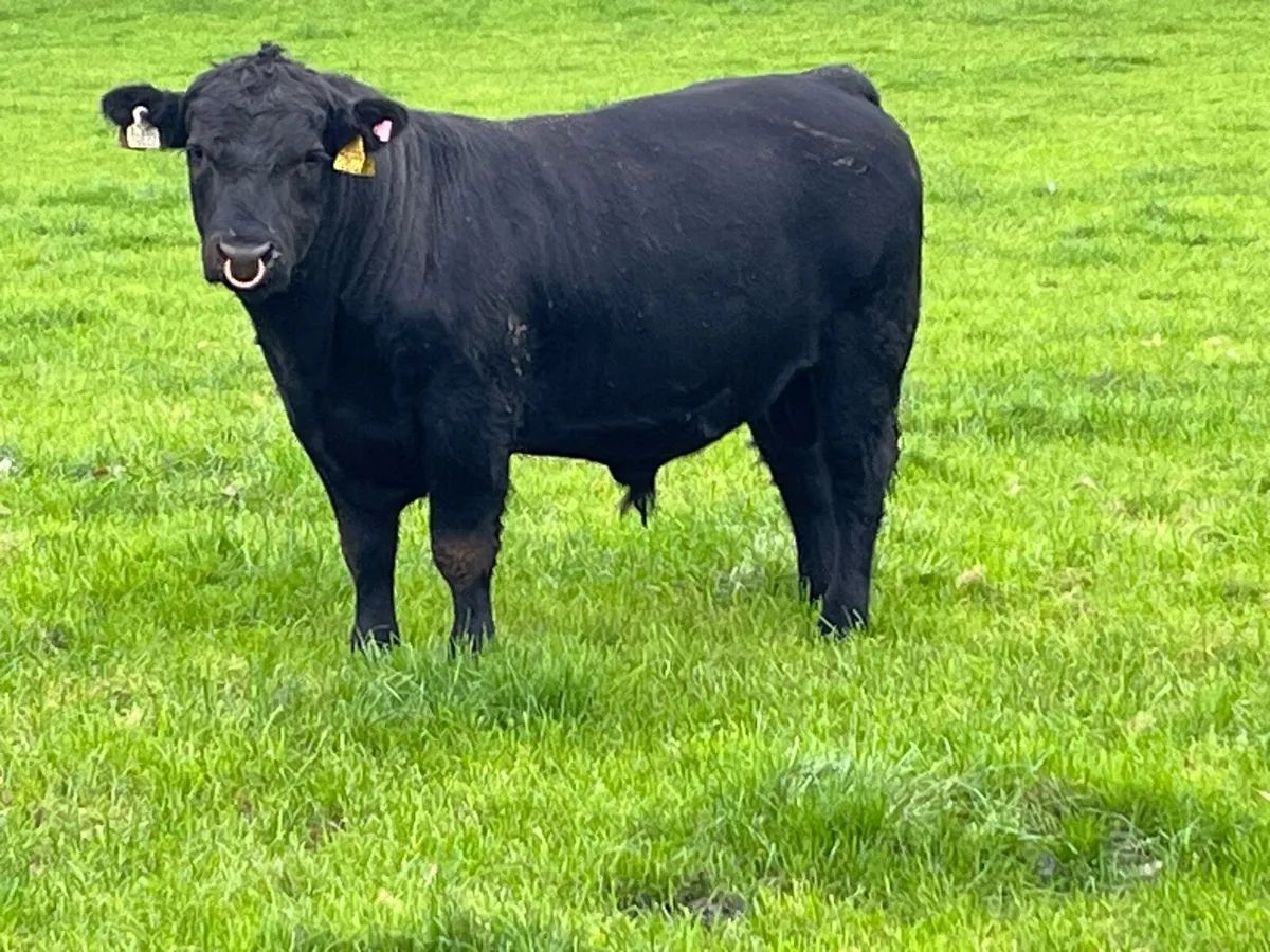 Livestock - Image 1