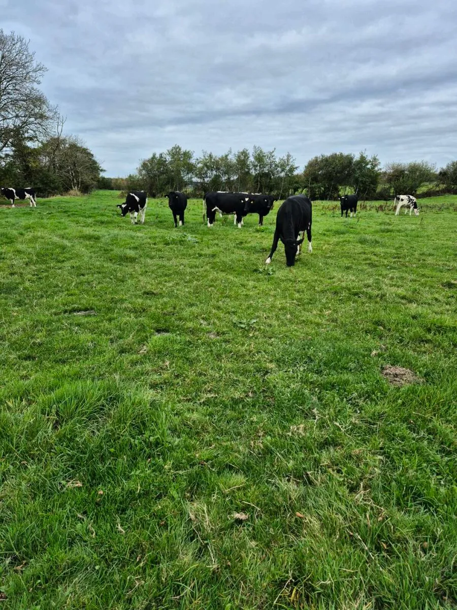 PBR HF In calf heifers - Image 1
